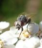 Musca vitripennis